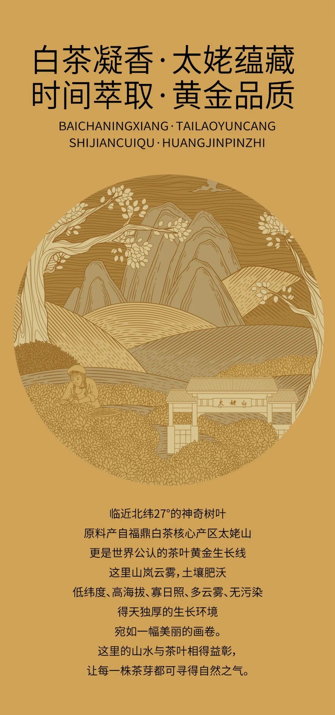 北京茶葉專業包裝設計公司